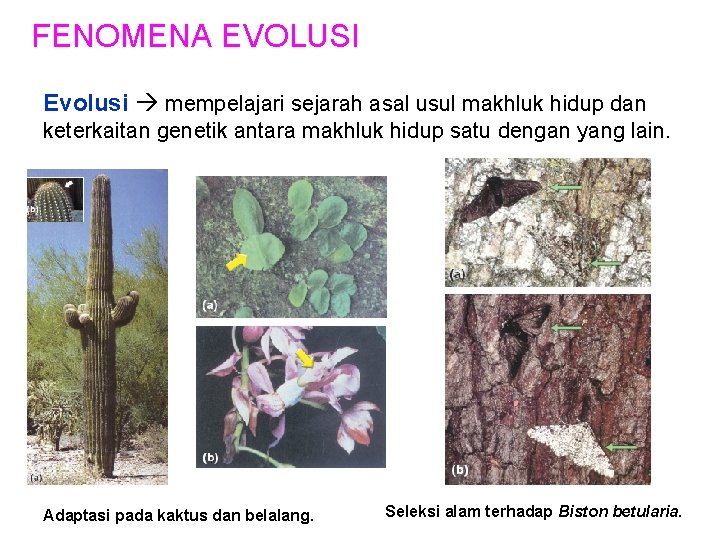 FENOMENA EVOLUSI Evolusi mempelajari sejarah asal usul makhluk hidup dan keterkaitan genetik antara makhluk