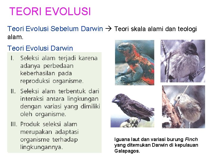TEORI EVOLUSI Teori Evolusi Sebelum Darwin Teori skala alami dan teologi alam. Teori Evolusi