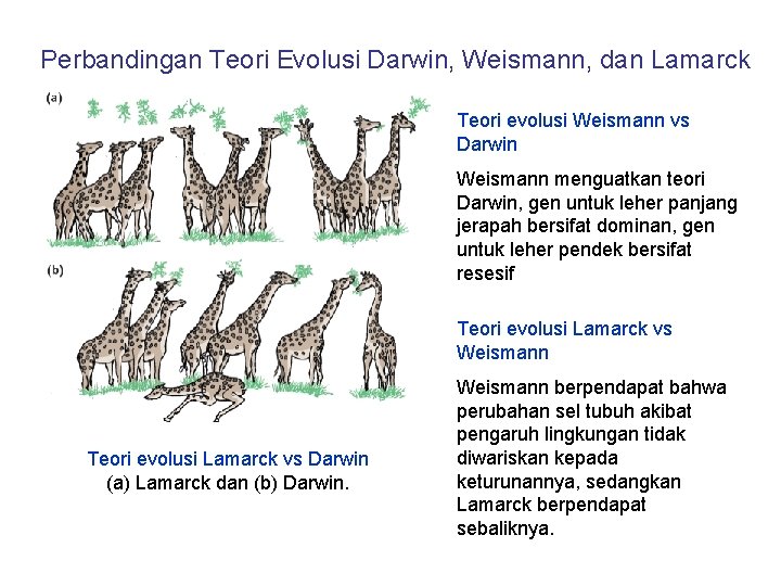 Perbandingan Teori Evolusi Darwin, Weismann, dan Lamarck Teori evolusi Weismann vs Darwin Weismann menguatkan