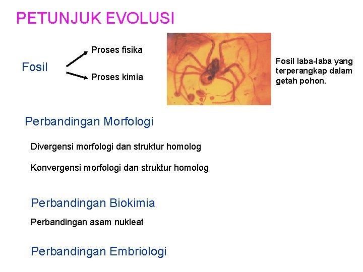 PETUNJUK EVOLUSI Proses fisika Fosil Proses kimia Perbandingan Morfologi Divergensi morfologi dan struktur homolog