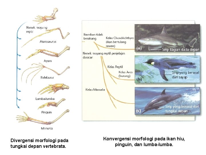 Divergensi morfologi pada tungkai depan vertebrata. Konvergensi morfologi pada ikan hiu, pinguin, dan lumba-lumba.