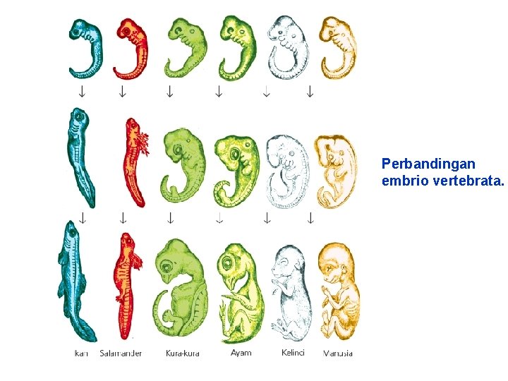 Perbandingan embrio vertebrata. 