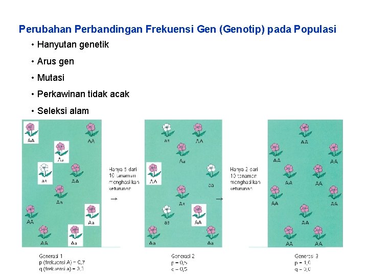 Perubahan Perbandingan Frekuensi Gen (Genotip) pada Populasi • Hanyutan genetik • Arus gen •
