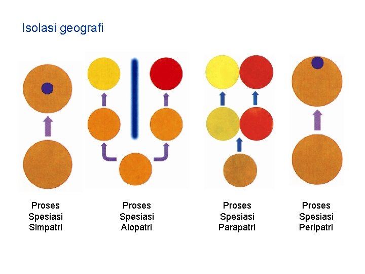 Isolasi geografi Proses Spesiasi Simpatri Proses Spesiasi Alopatri Proses Spesiasi Parapatri Proses Spesiasi Peripatri