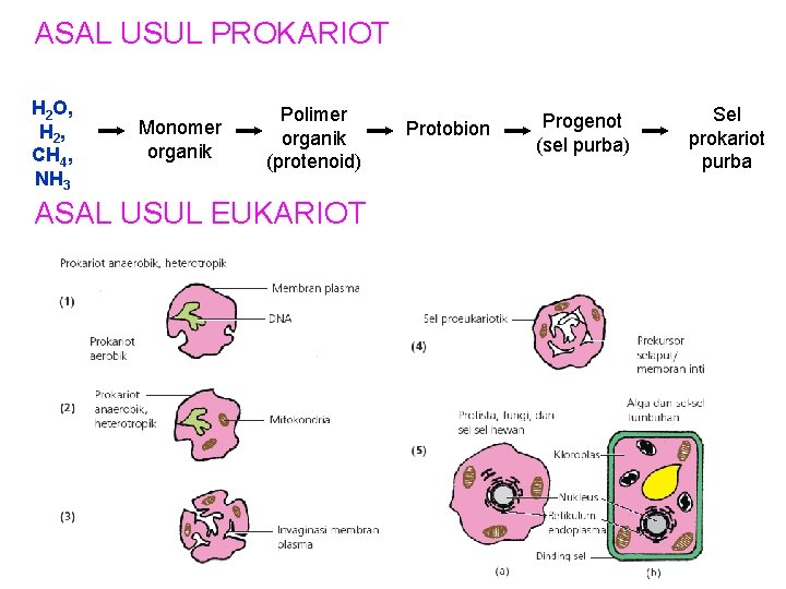 ASAL USUL PROKARIOT H 2 O, H 2 , CH 4, NH 3 Monomer