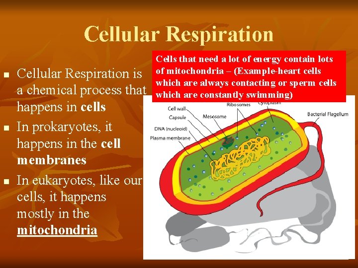 Cellular Respiration n Cellular Respiration is a chemical process that happens in cells In