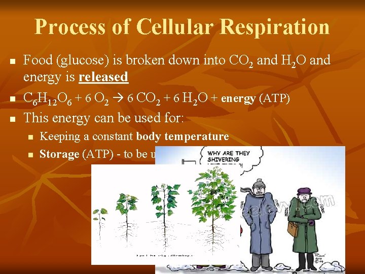 Process of Cellular Respiration n Food (glucose) is broken down into CO 2 and