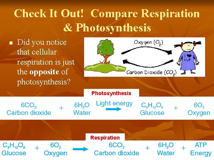 Check It Out! Compare Respiration & Photosynthesis n Did you notice that cellular respiration