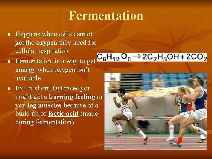 Fermentation n Happens when cells cannot get the oxygen they need for cellular respiration