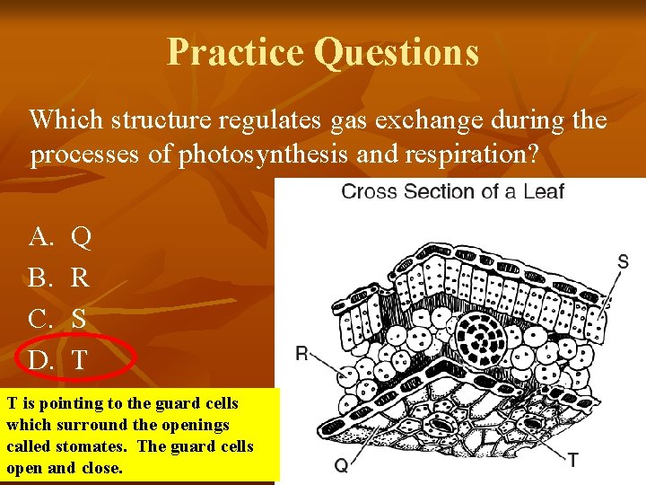 Practice Questions Which structure regulates gas exchange during the processes of photosynthesis and respiration?