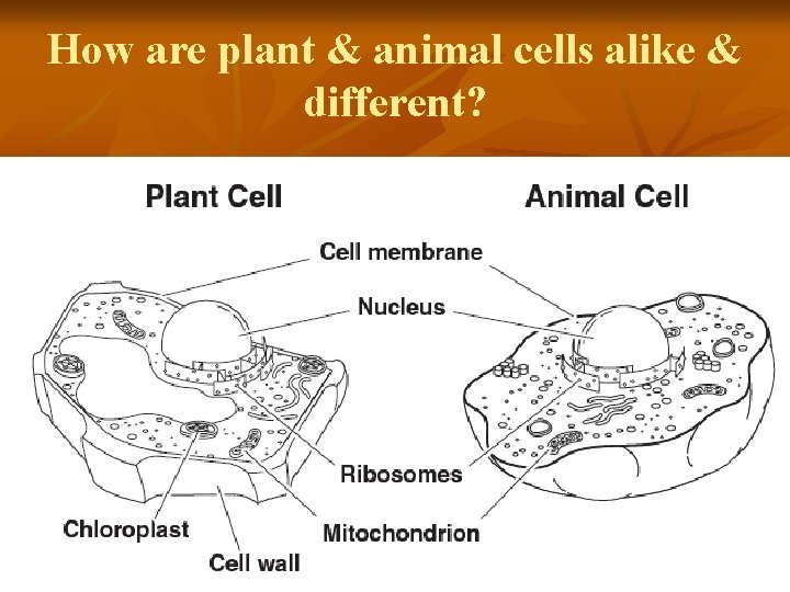 How are plant & animal cells alike & different? 