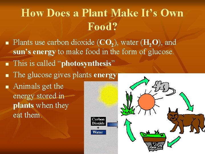 Cell Energy Photosynthesis Respiration Biology 4 B Investigate
