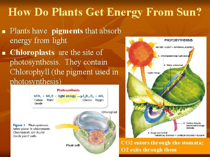 How Do Plants Get Energy From Sun? n n Plants have pigments that absorb