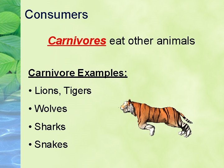 Consumers Carnivores eat other animals Carnivore Examples: • Lions, Tigers • Wolves • Sharks