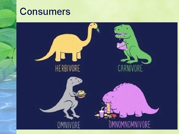 Consumers Omnivores eat both plants and animals Omnivore Examples: • Humans • Bears •