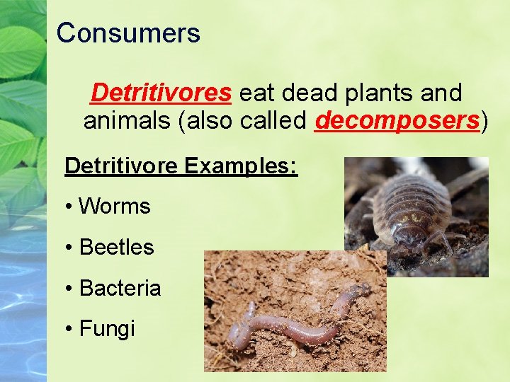 Consumers Detritivores eat dead plants and animals (also called decomposers) Detritivore Examples: • Worms Consumers Detritivores eat dead plants and animals (also called decomposers) Detritivore Examples: • Worms