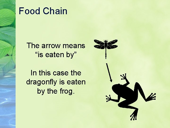 Food Chain The arrow means “is eaten by” In this case the dragonfly is