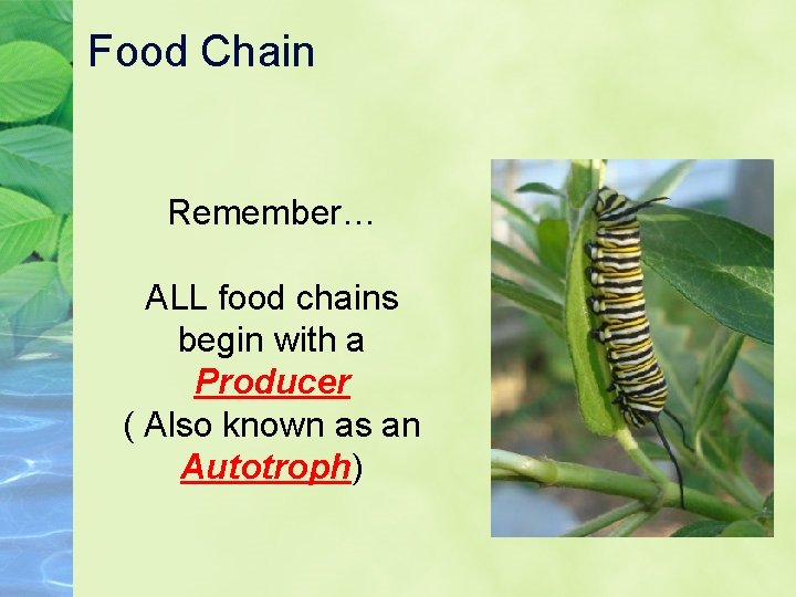 Food Chain Remember… ALL food chains begin with a Producer ( Also known as