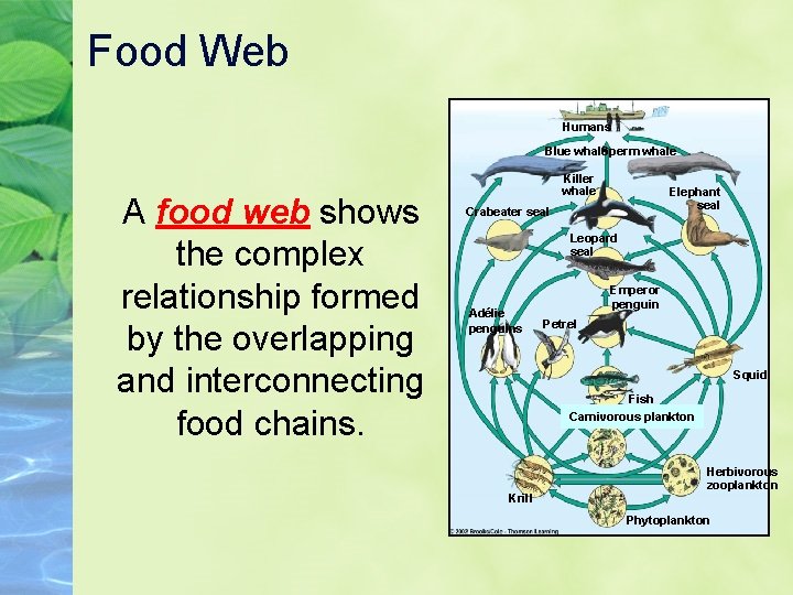 Food Web Humans Blue whale Sperm whale A food web shows the complex relationship