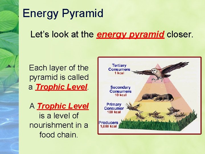 Energy Pyramid Let’s look at the energy pyramid closer. Each layer of the pyramid