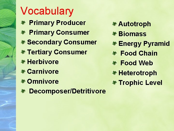 Vocabulary Primary Producer Primary Consumer Secondary Consumer Tertiary Consumer Herbivore Carnivore Omnivore Decomposer/Detritivore Autotroph Vocabulary Primary Producer Primary Consumer Secondary Consumer Tertiary Consumer Herbivore Carnivore Omnivore Decomposer/Detritivore Autotroph