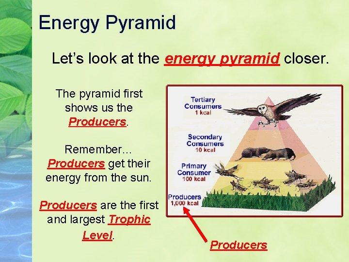 Energy Pyramid Let’s look at the energy pyramid closer. The pyramid first shows us