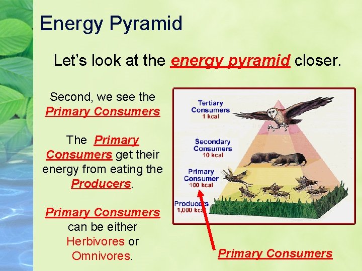 Energy Pyramid Let’s look at the energy pyramid closer. Second, we see the Primary
