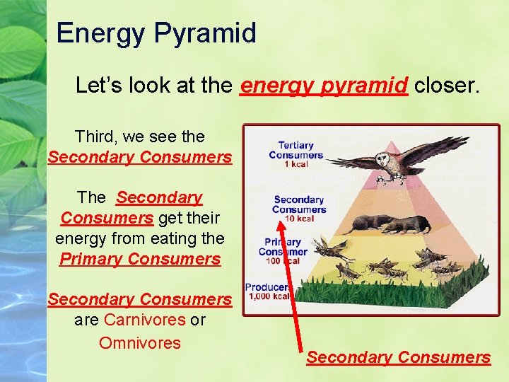 Energy Pyramid Let’s look at the energy pyramid closer. Third, we see the Secondary