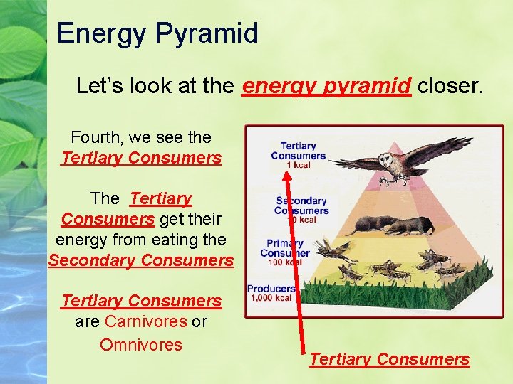 Energy Pyramid Let’s look at the energy pyramid closer. Fourth, we see the Tertiary