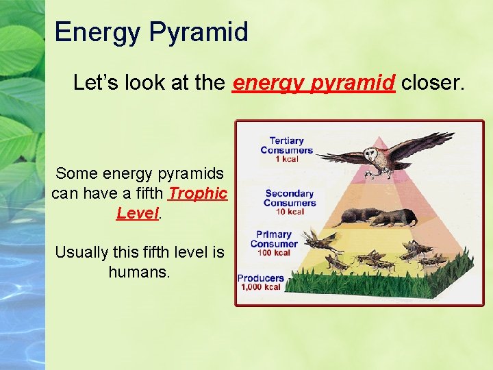 Energy Pyramid Let’s look at the energy pyramid closer. Some energy pyramids can have