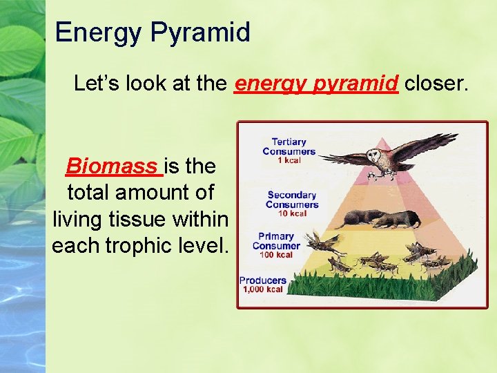 Energy Pyramid Let’s look at the energy pyramid closer. Biomass is the total amount
