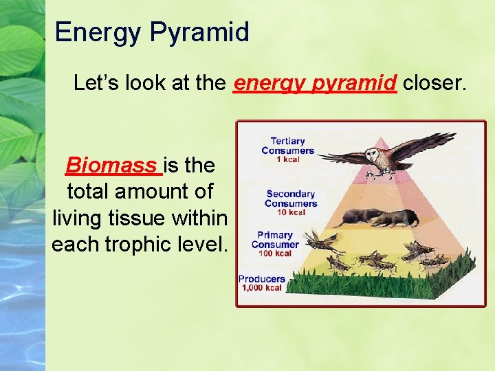 Energy Pyramid Let’s look at the energy pyramid closer. Biomass is the total amount Energy Pyramid Let’s look at the energy pyramid closer. Biomass is the total amount