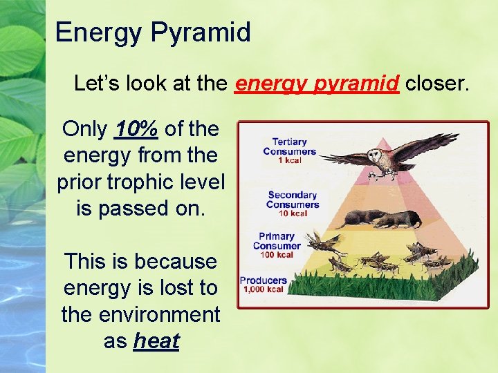 Energy Pyramid Let’s look at the energy pyramid closer. Only 10% of the energy