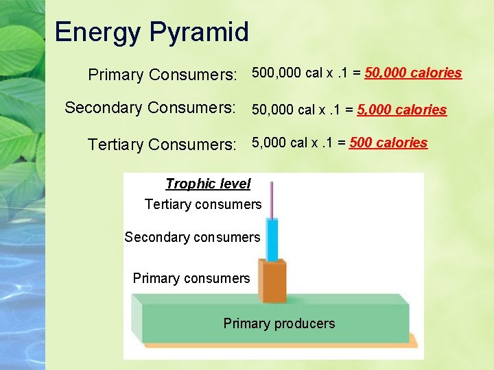 Energy Pyramid Primary Consumers: 500, 000 cal x. 1 = 50, 000 calories Secondary Energy Pyramid Primary Consumers: 500, 000 cal x. 1 = 50, 000 calories Secondary