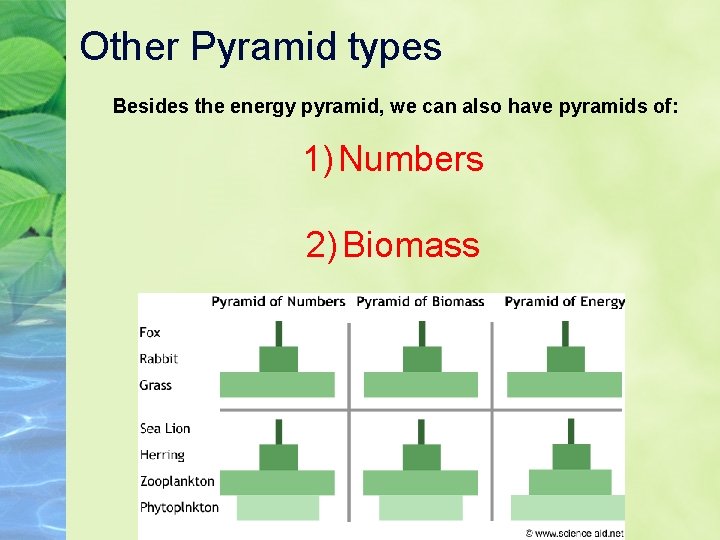Other Pyramid types Besides the energy pyramid, we can also have pyramids of: 1)
