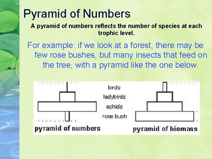 Pyramid of Numbers A pyramid of numbers reflects the number of species at each