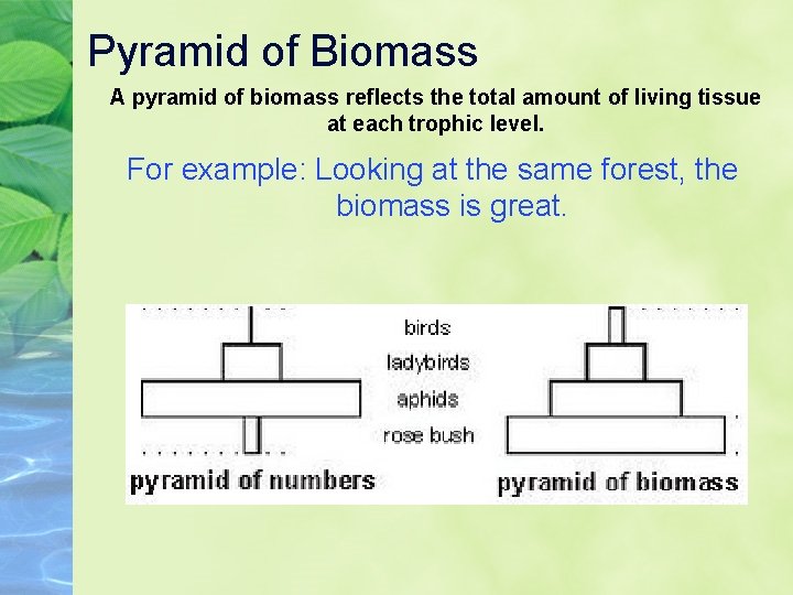Pyramid of Biomass A pyramid of biomass reflects the total amount of living tissue