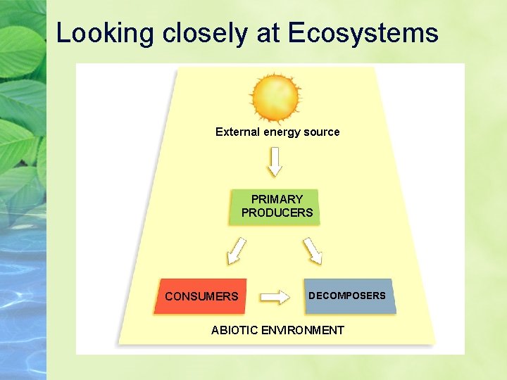 Looking closely at Ecosystems External energy source PRIMARY PRODUCERS CONSUMERS DECOMPOSERS ABIOTIC ENVIRONMENT Looking closely at Ecosystems External energy source PRIMARY PRODUCERS CONSUMERS DECOMPOSERS ABIOTIC ENVIRONMENT