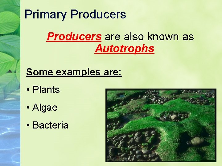 Primary Producers are also known as Autotrophs Some examples are: • Plants • Algae