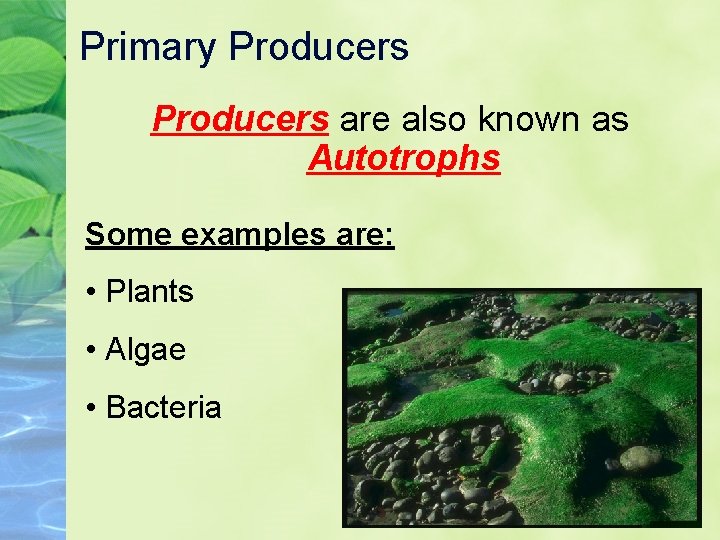 Primary Producers are also known as Autotrophs Some examples are: • Plants • Algae Primary Producers are also known as Autotrophs Some examples are: • Plants • Algae