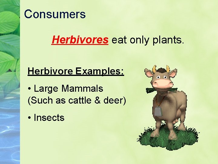 Consumers Herbivores eat only plants. Herbivore Examples: • Large Mammals (Such as cattle &