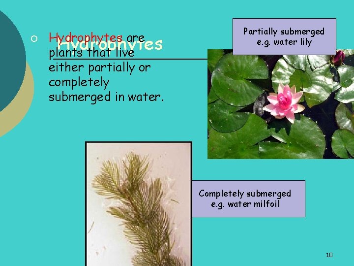 ¡ Hydrophytes are Hydrophytes plants that live either partially or completely submerged in water.