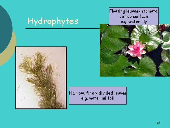 Hydrophytes Floating leaves- stomata on top surface e. g. water lily Narrow, finely divided