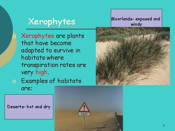 Xerophytes ¡ ¡ Moorlands- exposed and windy Xerophytes are plants that have become adapted