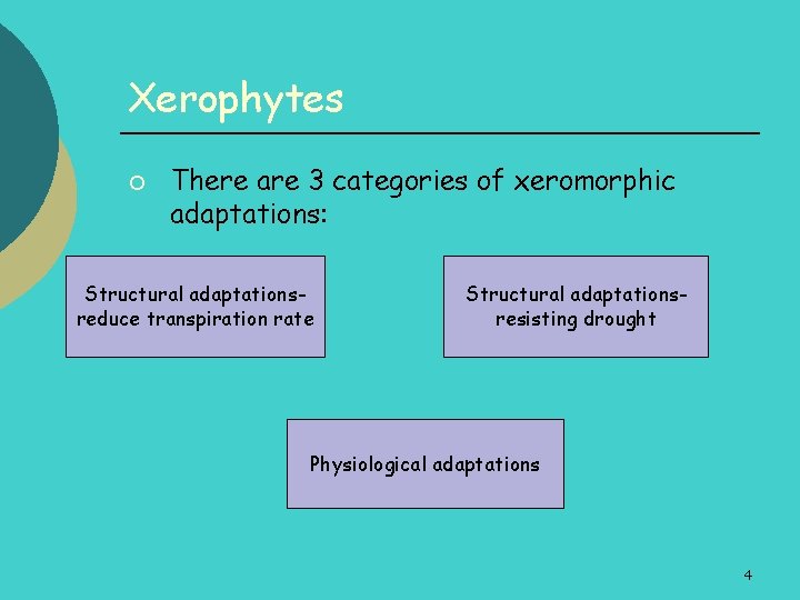 Xerophytes ¡ There are 3 categories of xeromorphic adaptations: Structural adaptationsreduce transpiration rate Structural