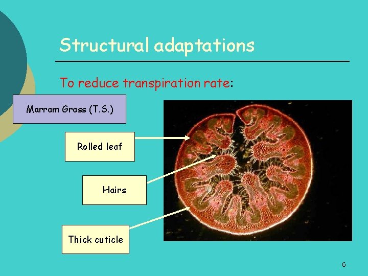 Structural adaptations To reduce transpiration rate: Marram Grass (T. S. ) Rolled leaf Hairs