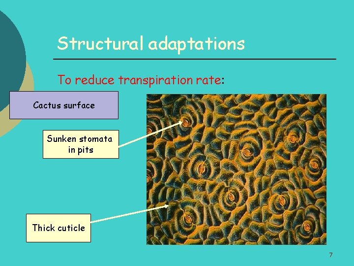 Structural adaptations To reduce transpiration rate: Cactus surface Sunken stomata in pits Thick cuticle