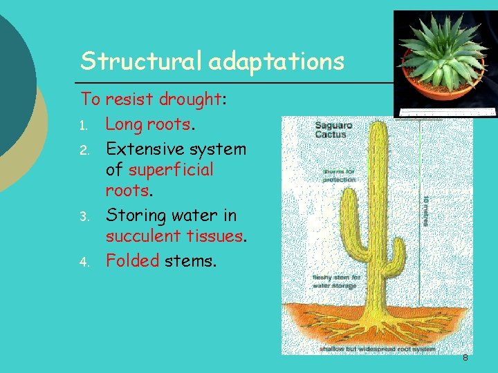 Structural adaptations To resist drought: 1. Long roots. 2. Extensive system of superficial roots.