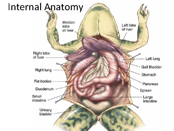 Internal Anatomy 