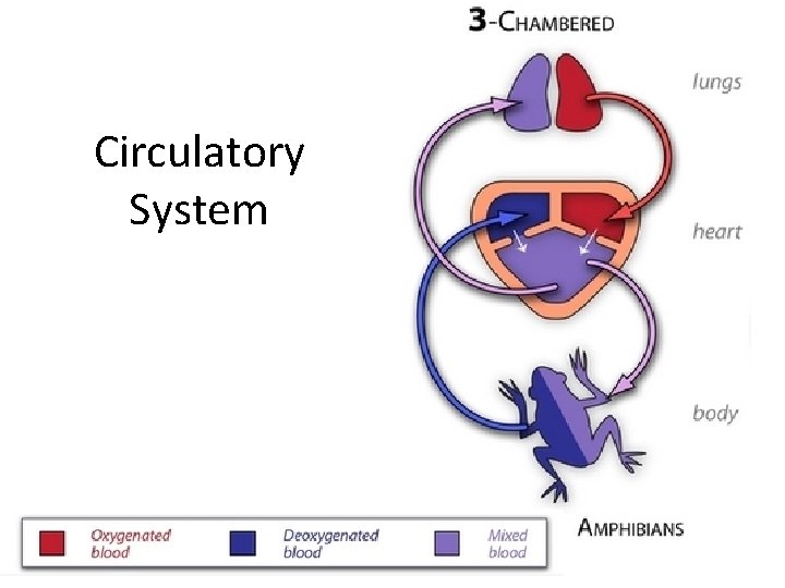 Circulatory System 